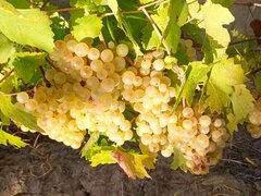 Vand struguri de vin