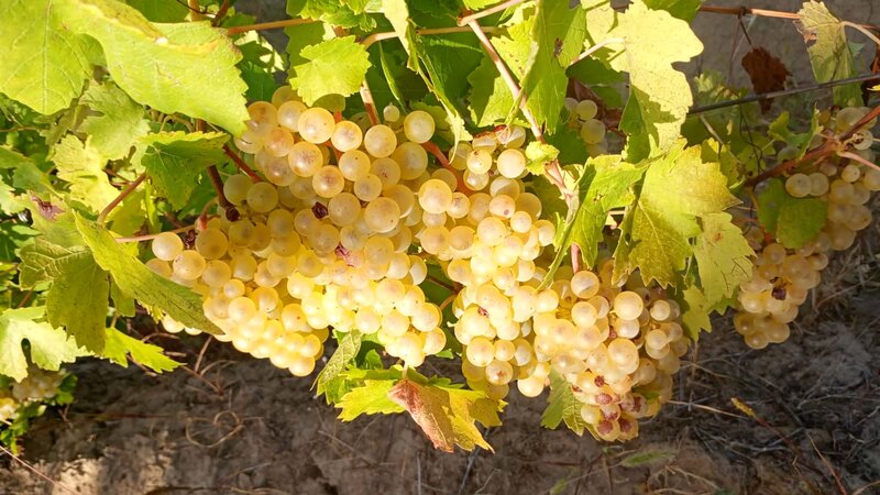 Vand struguri de vin