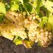 Vand struguri de vin