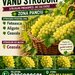 Vand struguri de vin